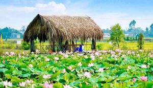 Cánh Đồng Sen Sa Đéc