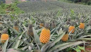 Đồi dứa Bảo Sơn