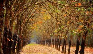 Rừng cao su Bù Đăng